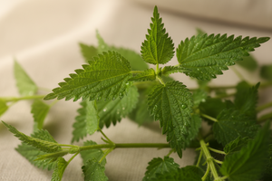 Nettle: The Underrated Wellness Herb